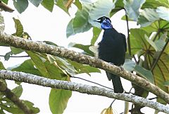 Bare-necked Fruitcrow